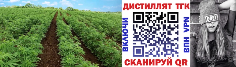 ТГК THC oil  Купить где  Себеж 